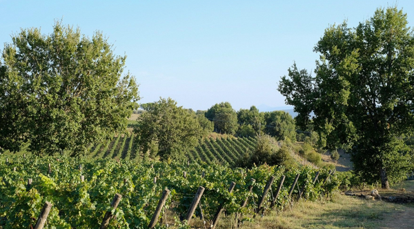 En immersion à Tenuta Licinia